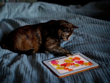 Gato con iPad