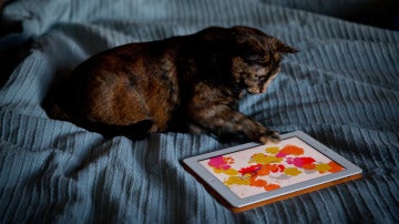 Gato con iPad
