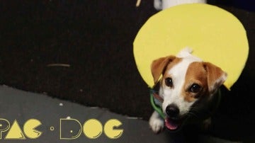 PacDog