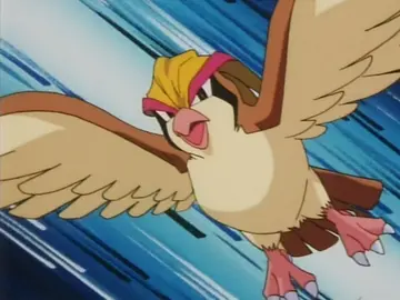 Pidgeot Pidgeot