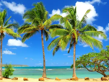 Palmeras Palmeras