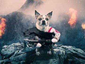 Dog of War