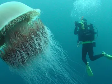 Medusa Nomura Medusa Nomura