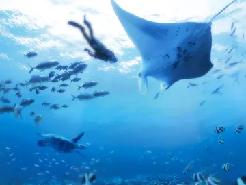 Endless Ocean Endless Ocean