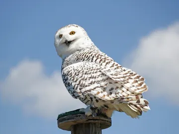 Hedwig, la lechuza de Harry Potter Hedwig, la lechuza de Harry Potter