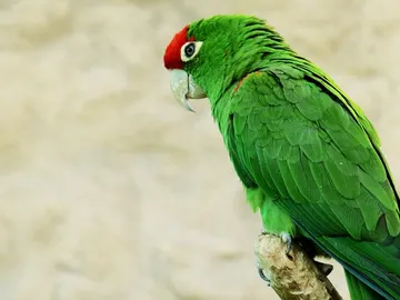 Loro Loro