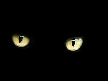Gato negro Gato negro