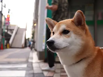 Shiba Inu Shiba Inu