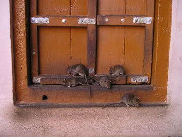 Ratas Ratas
