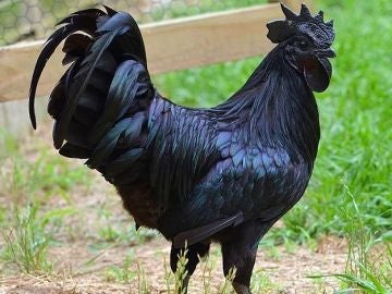 Ayam Cemani de Legendofgao