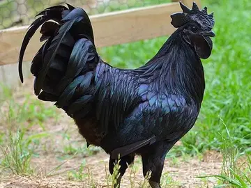 Ayam Cemani de Legendofgao Ayam Cemani de Legendofgao