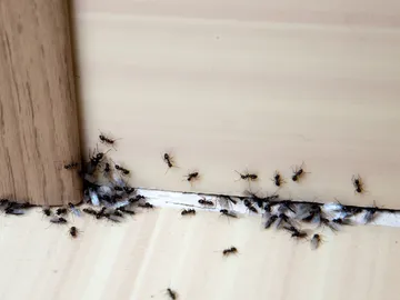 Hormigas Hormigas