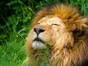 León León