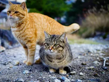 Gatos callejeros Gatos callejeros