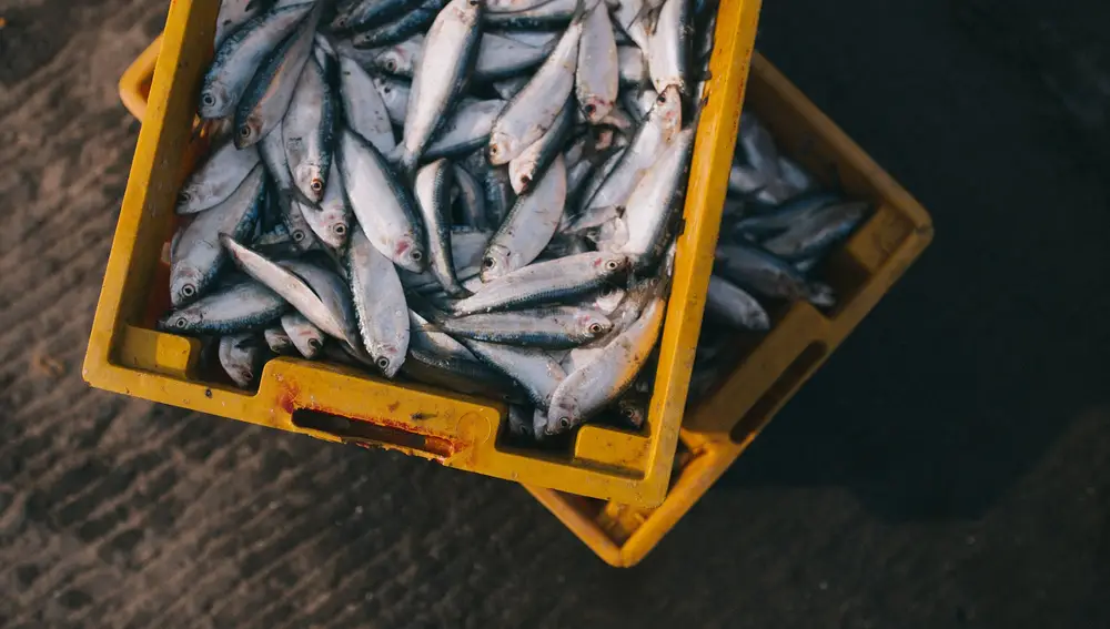La sobrepesca y el cambio climatico aumentan los niveles de mercurio en el pescado