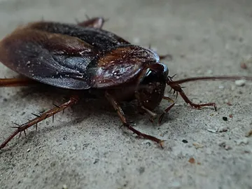 Cucaracha Cucaracha
