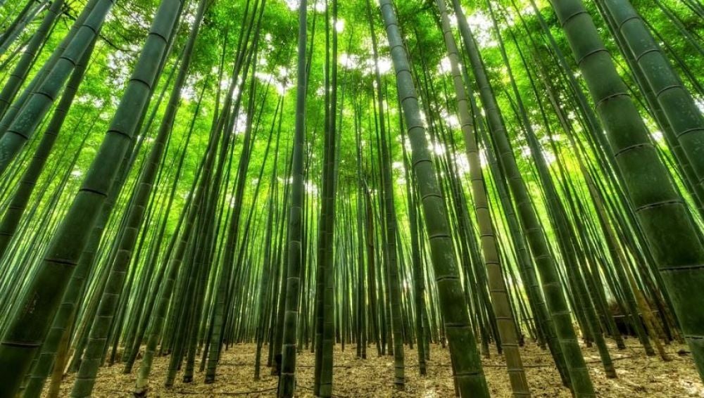 Bosque de bambú