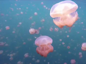 Lago lleno de medusas Lago lleno de medusas