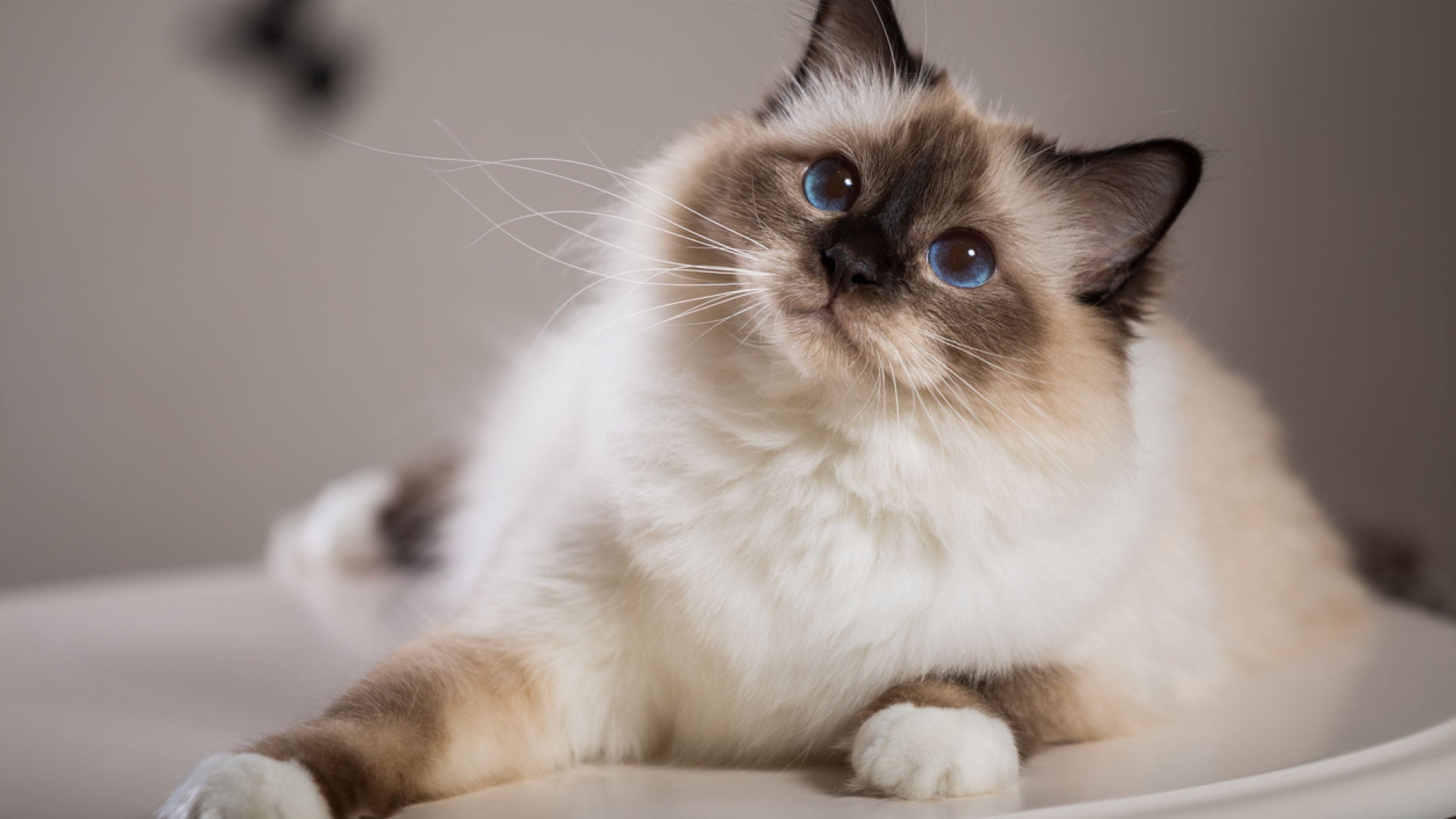 Gato