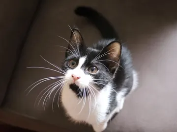Gato blanco y negro Gato blanco y negro