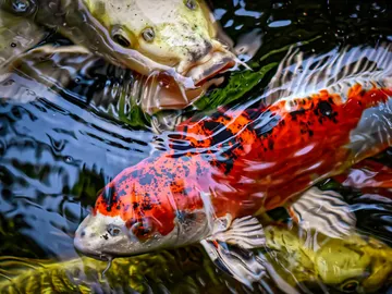 Carpas Koi Carpas Koi