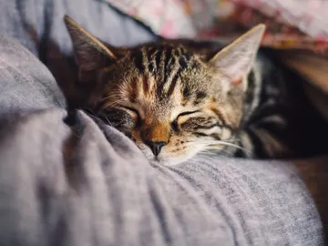 Gato Gato