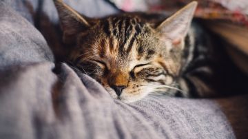 Gato