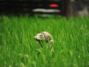 Kappa japonés Kappa japonés