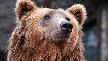 Oso
