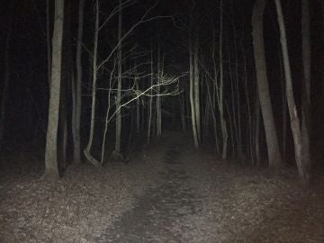 Bosque en la oscuridad 