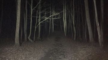 Bosque en la oscuridad
