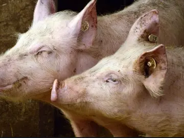 Imagen de archivo de varios cerdos Imagen de archivo de varios cerdos