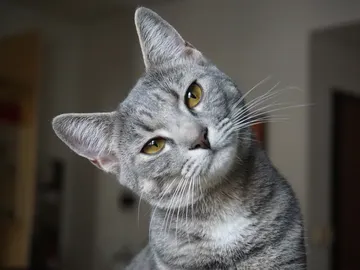 Una mujer enseña a "hablar" a su gato y éste se queja de la música Una mujer enseña a "hablar" a su gato y éste se queja de la música