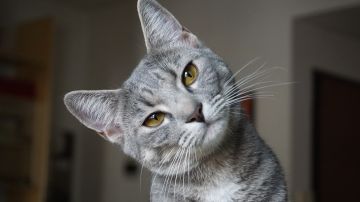 Gato