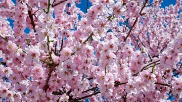 Cerezo en flor