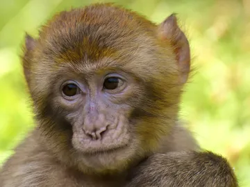 Macaco Macaco