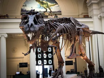 Dinosaurio Dinosaurio