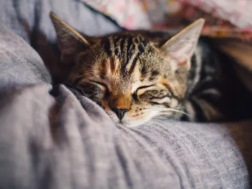 ¿Se te ha estropeado el reloj de casa? Si tienes un gato ya tienes la respuesta ¿Se te ha estropeado el reloj de casa? Si tienes un gato ya tienes la respuesta