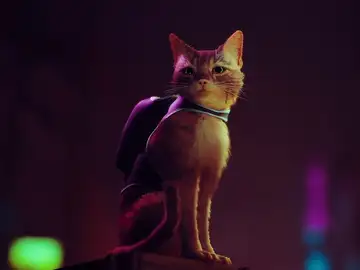 Stray Stray