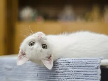 Este gato consigue enamorar al mundo con una curiosa ilusión óptica Este gato consigue enamorar al mundo con una curiosa ilusión óptica
