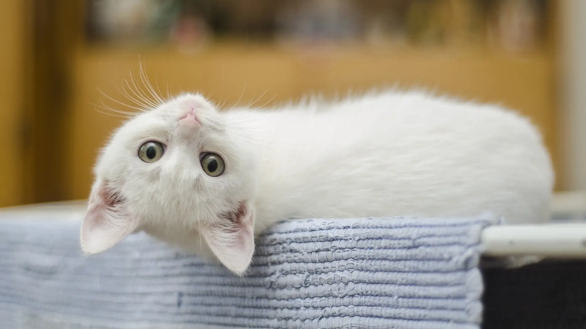 Este gato consigue enamorar al mundo con una curiosa ilusión óptica