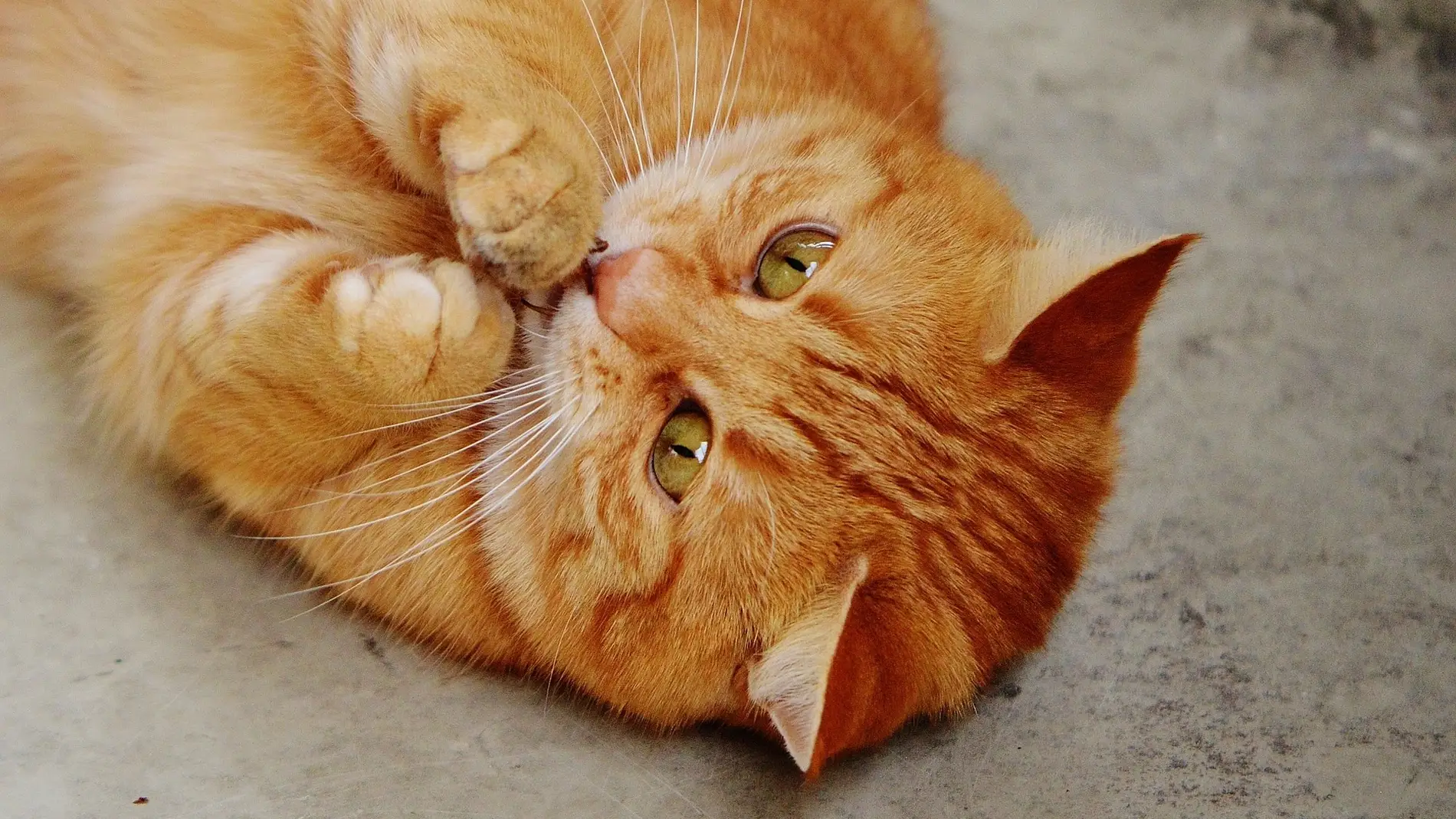 Se acabó el aburrimiento para tus gatos: El juguete perfecto para tus mascotas se hace realidad