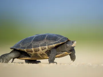 "Una tortuga pospuso mi vuelo": la historia más irreal vivida en un aeropuerto "Una tortuga pospuso mi vuelo": la historia más irreal vivida en un aeropuerto