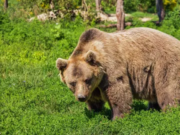 Humano vs Oso: el inesperado "combate" que se celebró por un despiste Humano vs Oso: el inesperado "combate" que se celebró por un despiste