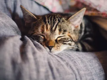 Gato Gato