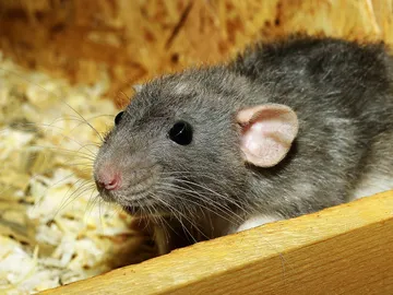 Increíble pero cierto: Una rata es capaz de jugar a videojuegos de forma y hay vídeo que lo confirma Increíble pero cierto: Una rata es capaz de jugar a videojuegos de forma y hay vídeo que lo confirma