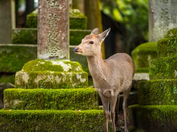 El impresionante aspecto de algunos Pokémon ¡que no han sido diseñados por personas! El impresionante aspecto de algunos Pokémon ¡que no han sido diseñados por personas!