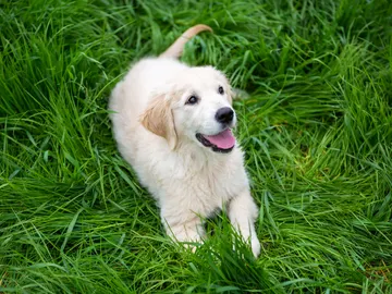 Golden Retriever Golden Retriever
