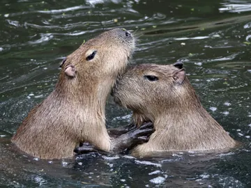 El campeonato más adorable que verás jamás está protagonizado por capibaras y baños termales El campeonato más adorable que verás jamás está protagonizado por capibaras y baños termales
