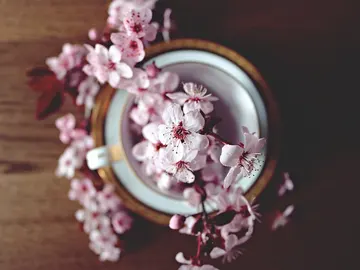 Flor de cerezo Flor de cerezo